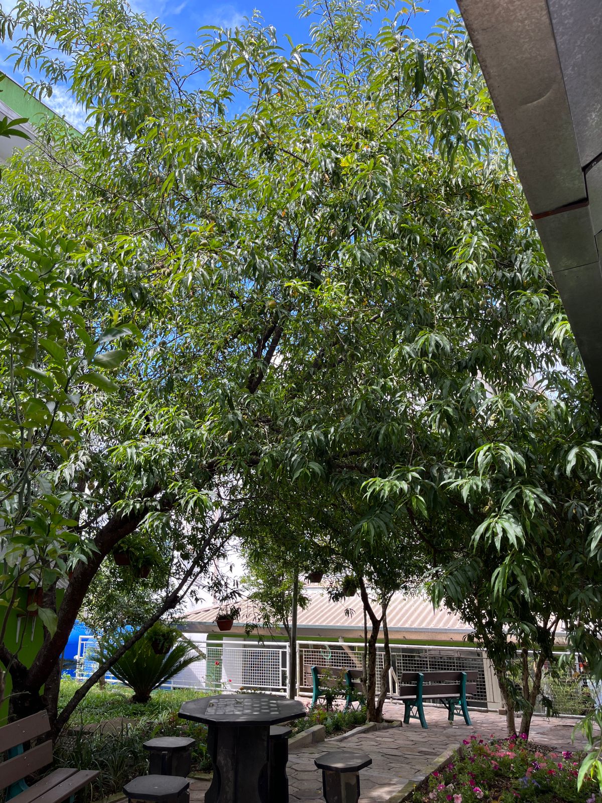 Pessegueiro